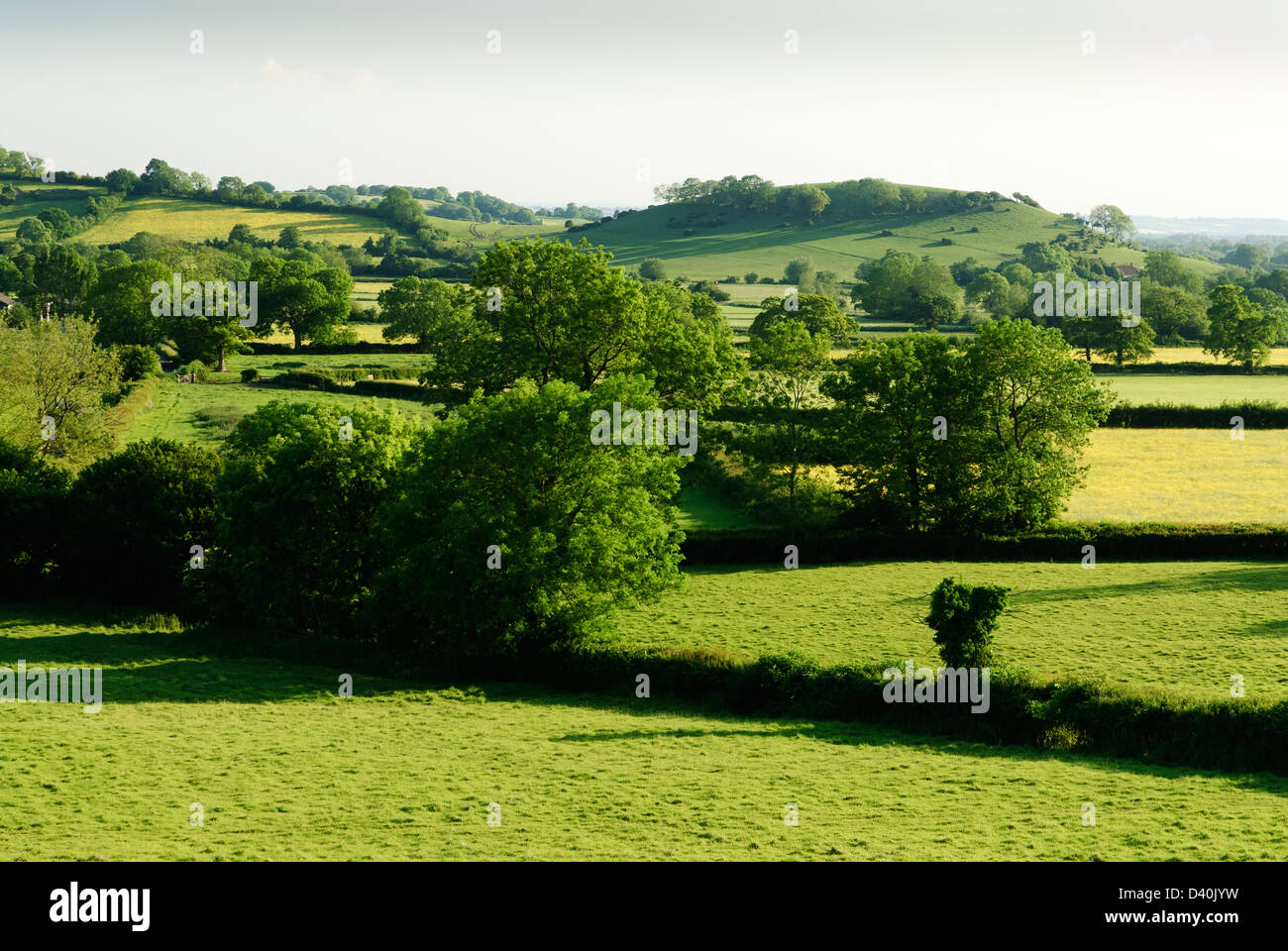 Lebendige grüne Felder und Bäume in der Landschaft am Fuße der Mendip Hills in Somerset. Stockfoto