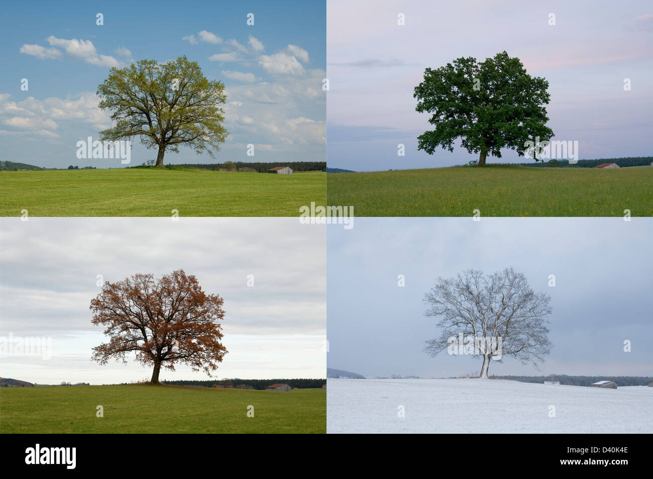 Gleiche oak tree in vier Jahreszeiten - Frühling, Sommer, Herbst und Winter. Stockfoto