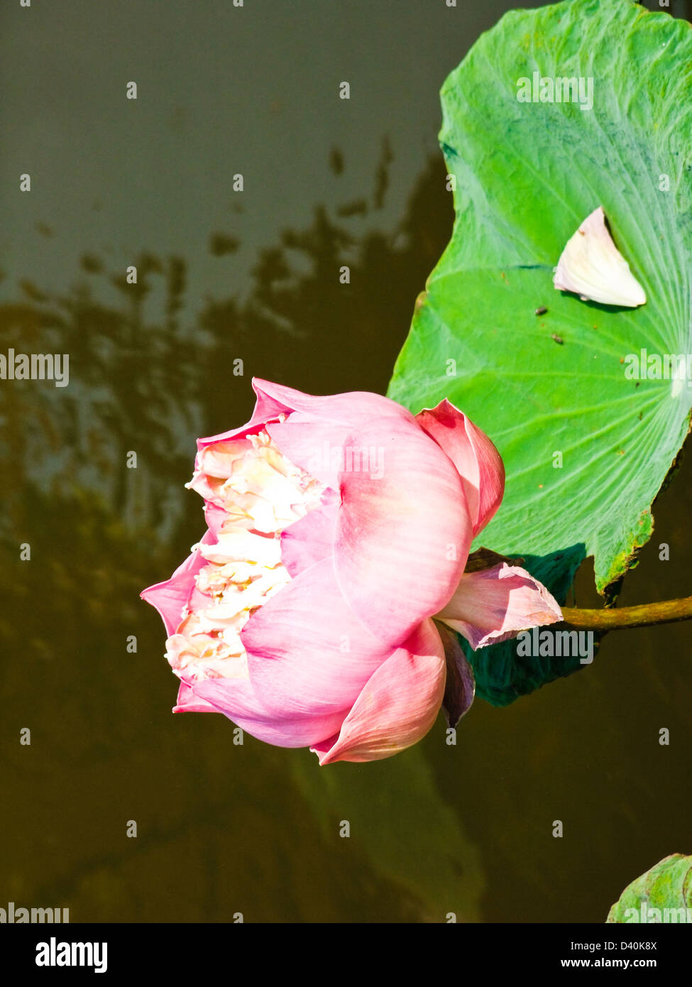 Pink Lotus und Blatt im Teich Stockfoto