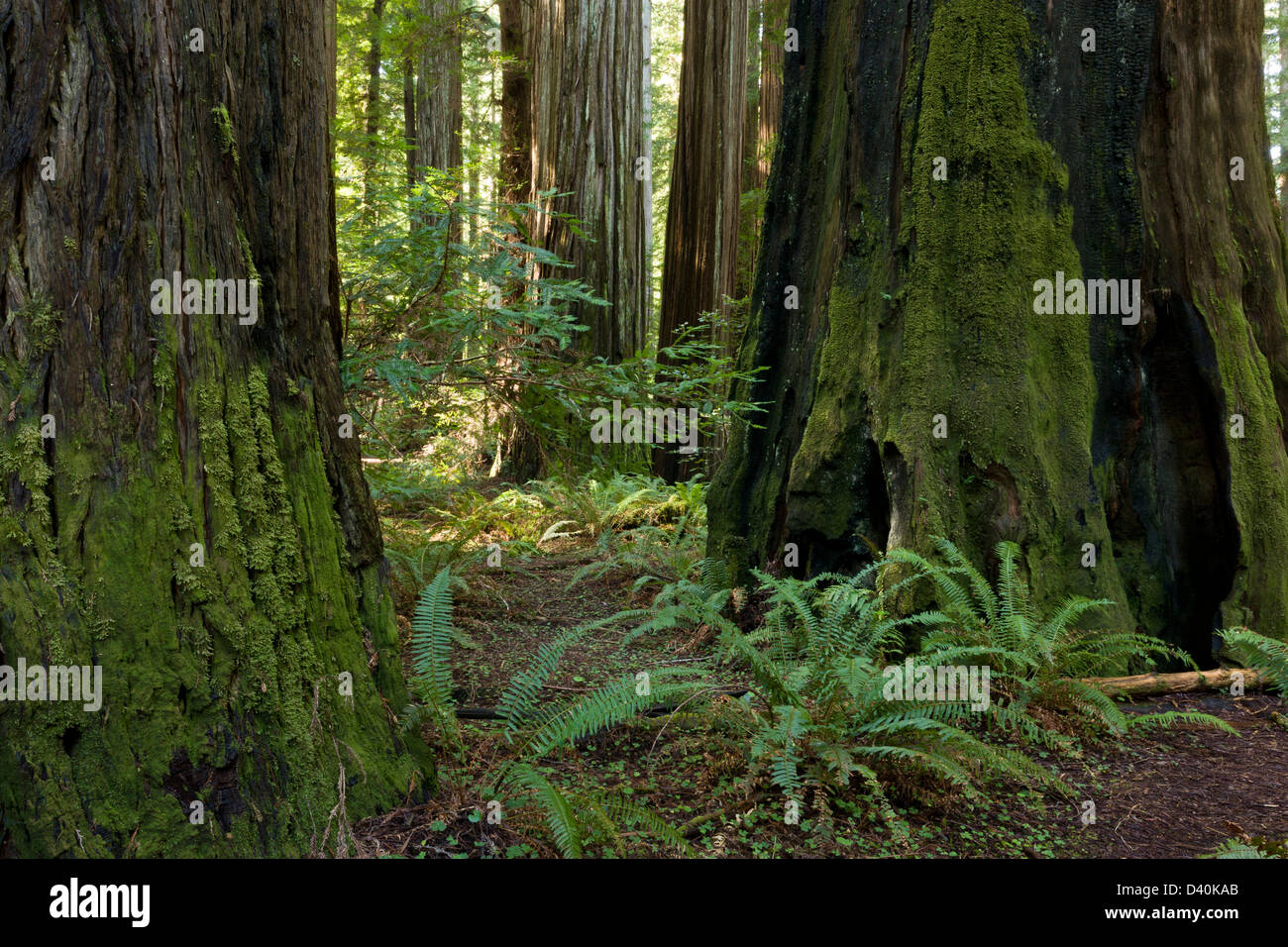 Luxuriöse Farn-reiche Coast Redwood / riesigen Redwood Wald in Gründer Grove, Humboldt Redwoods State Park, Kalifornien Stockfoto