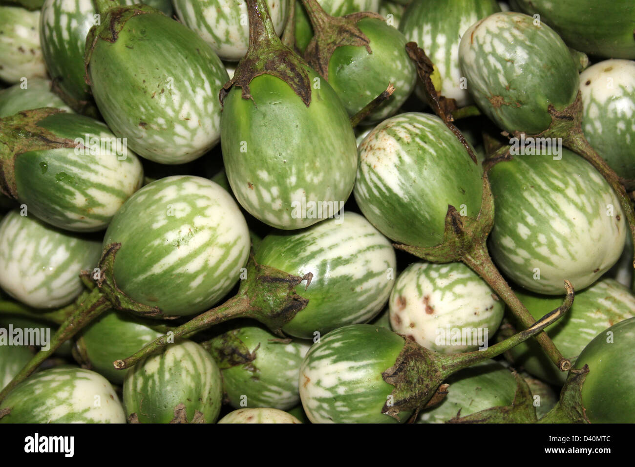 Thai Auberginen zum Verkauf In Sri-Lanka-Markt Stockfoto