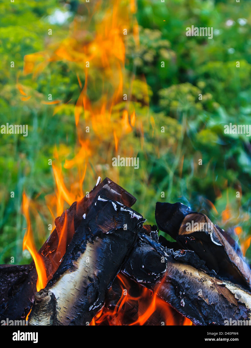 Flamme eines brennenden Feuers gegen Grünpflanzen Stockfoto