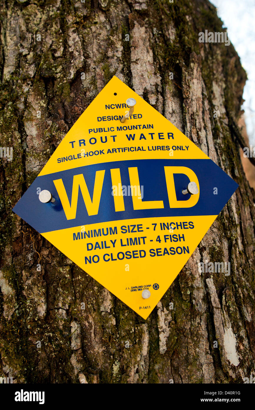 Wilde Forellen unterzeichnen - Pisgah National Forest - nahe Brevard, North Carolina USA Stockfoto