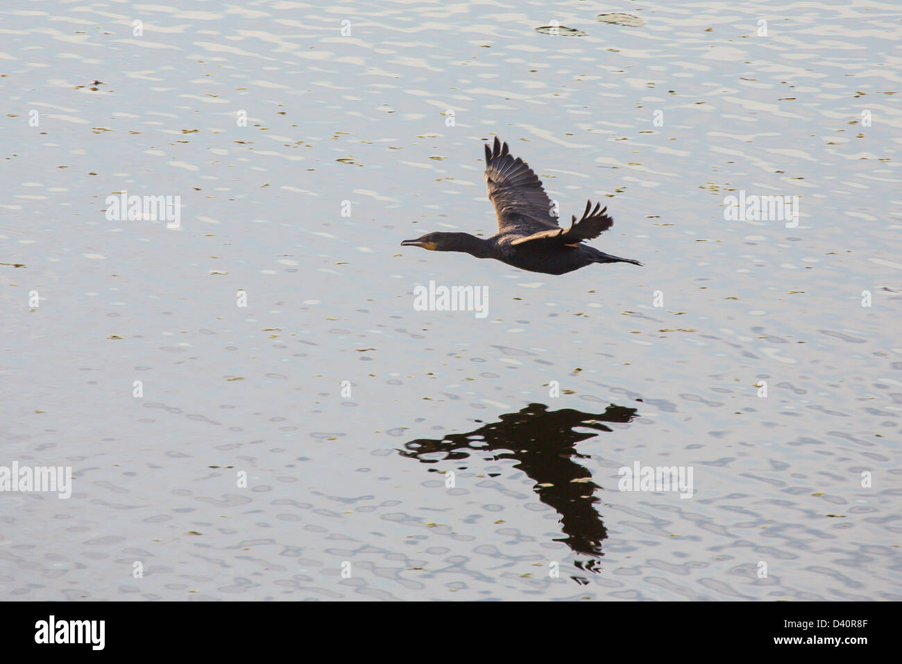 Anhinga mit Schatten auf dem Wasser fliegen in Kopfsalat Lake Regional Park in Hillsborough County in Florida Stockfoto