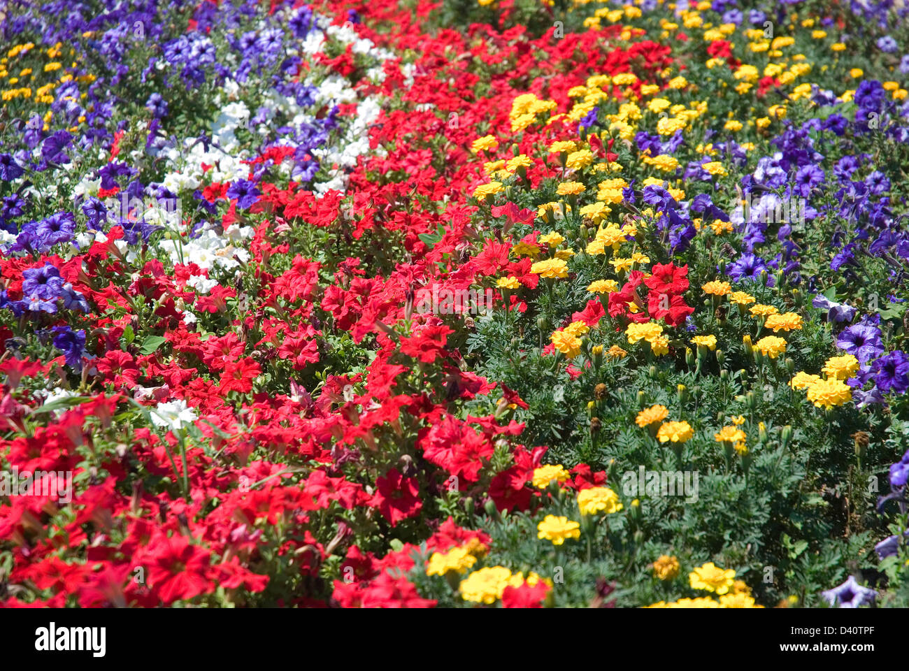 Lichtung mit roten, gelben und blauen Blumen Stockfoto