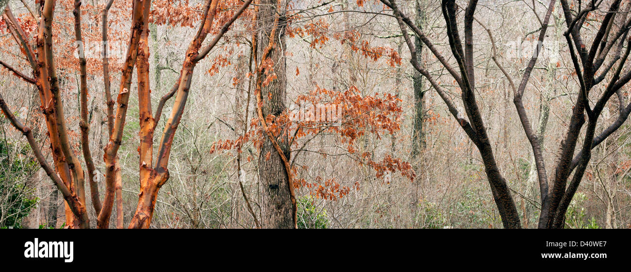 Forest zusammengesetzte Panoramabild - North Carolina Arboretum - Asheville, North Carolina, USA Stockfoto