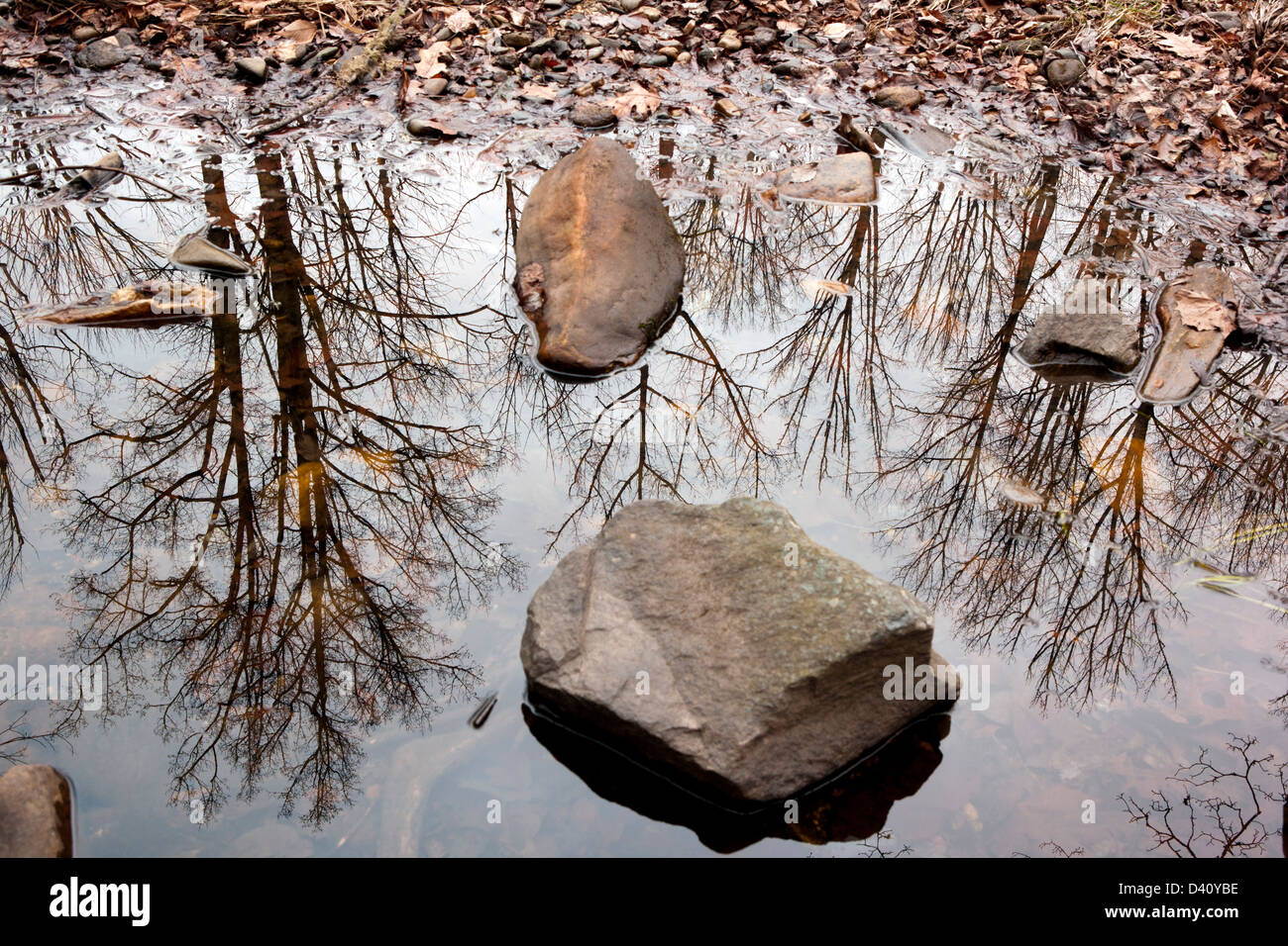 Baum-Reflexionen - Pisgah National Forest - nahe Brevard, North Carolina USA Stockfoto