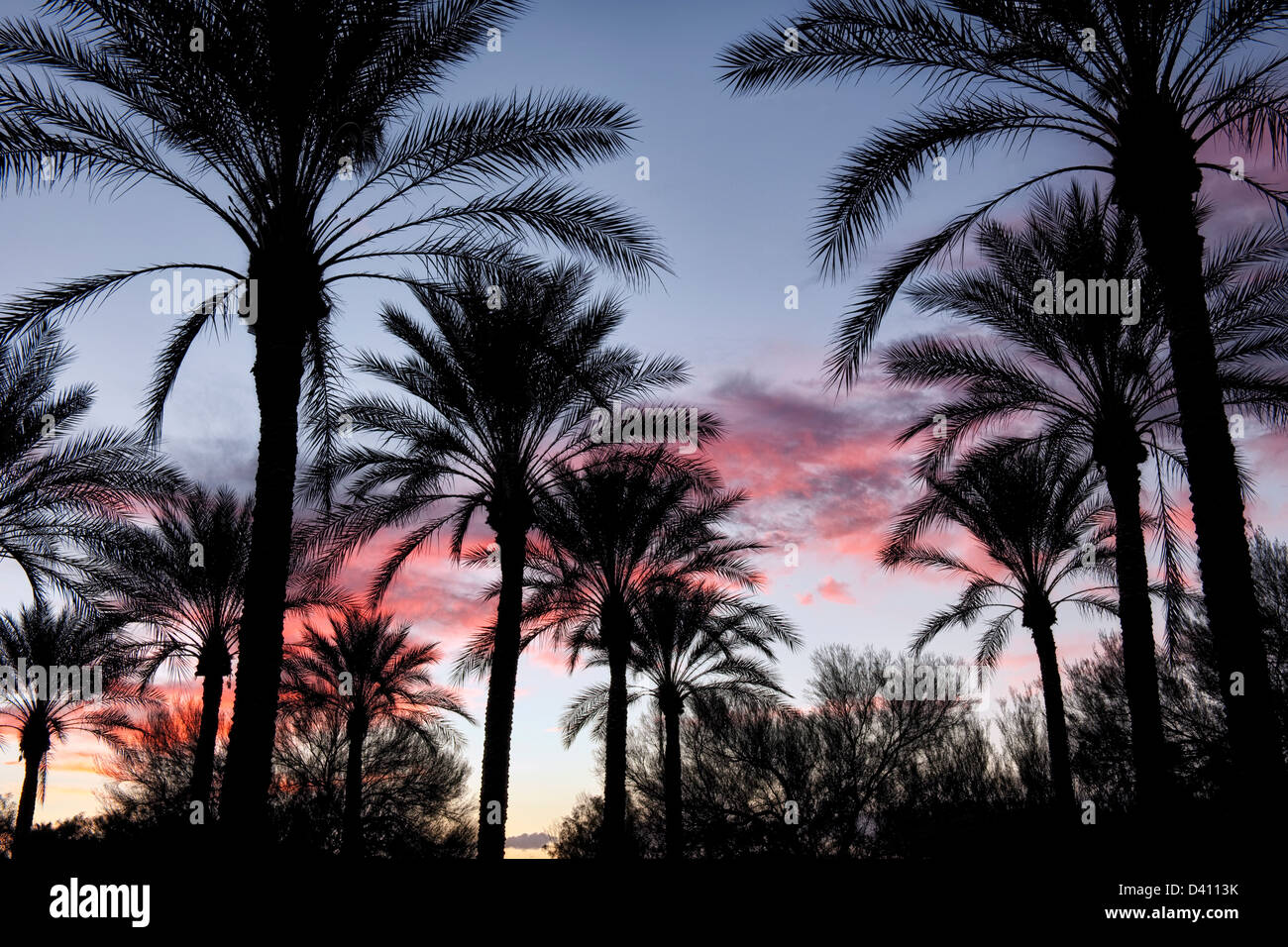 Sonnenuntergang Silhouette der Palmen in Surprise, Arizona. Stockfoto