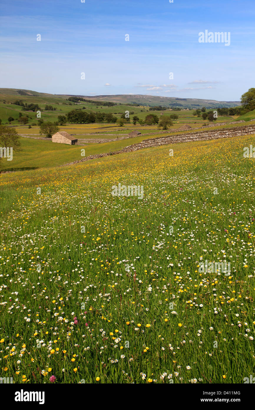 Blick über Blumen Wiese, Raydale, Yorkshire Dales National Park, England, Vereinigtes Königreich Stockfoto