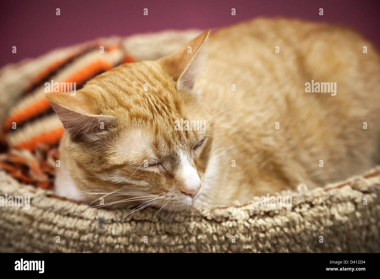 Lustige rote kurzhaarige Katze schläft mit Komfort auf dem Bett Stockfoto