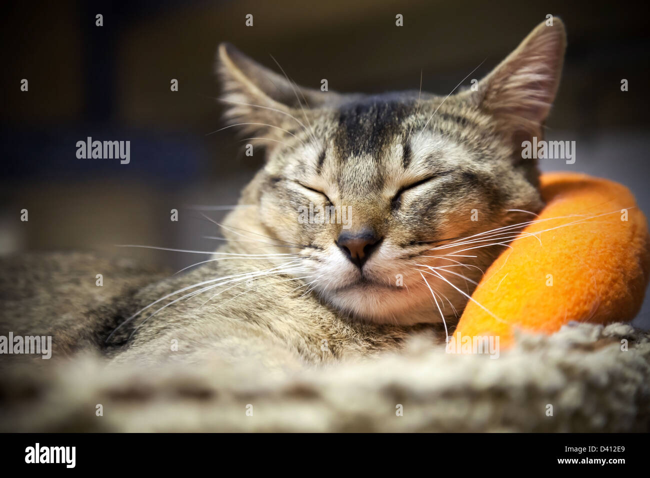 Spaß braun gestreiften kurzhaarige Katze schläft mit Komfort auf dem Bett Stockfoto