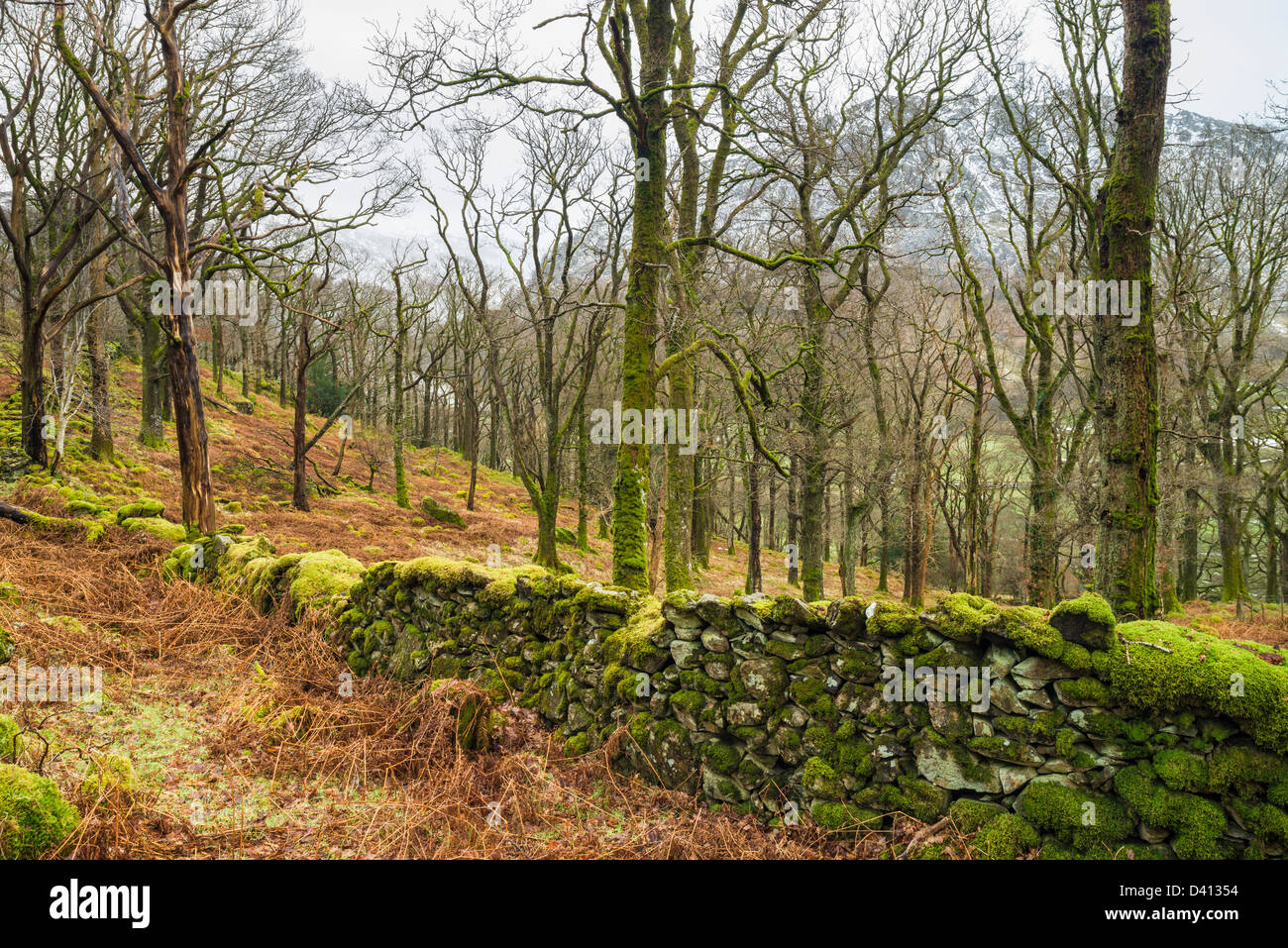 Johnny Wood im Winter, Borrowdale, Cumbria, Lake District, England, UK Stockfoto