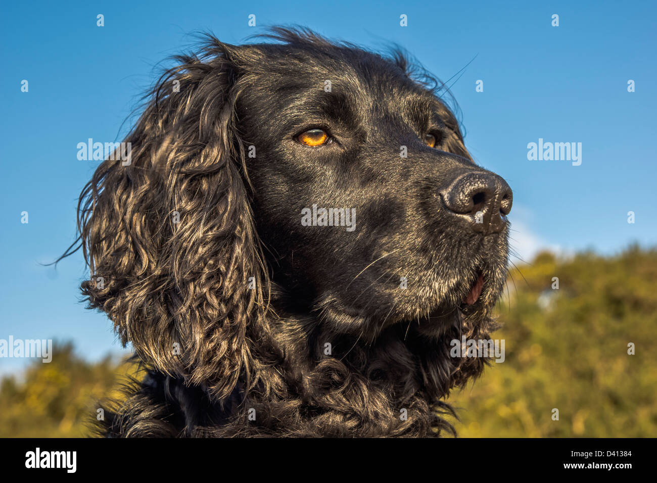 Tier, Hund, Cocker Spaniel, schwarz Stockfoto