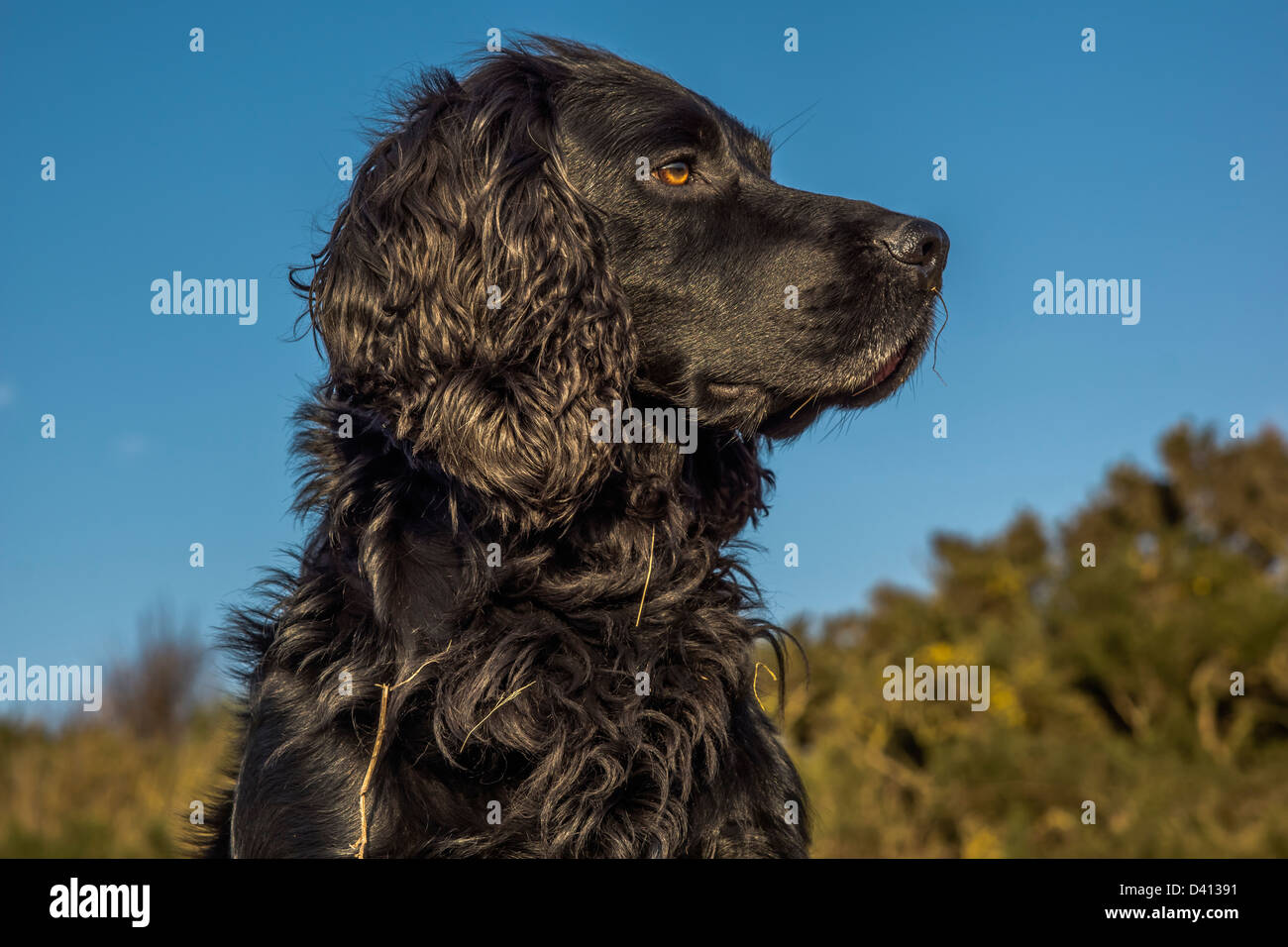 Tier, Hund, Cocker Spaniel, schwarz Stockfoto