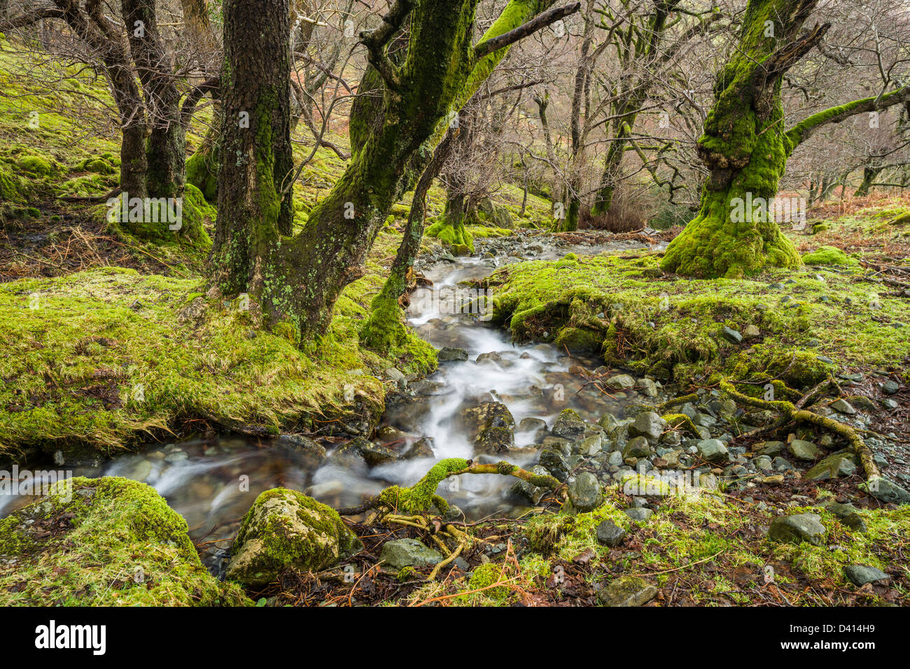 kleiner Bach durch Scaleclose Niederwald im Winter, Borrowdale, Cumbria, Lake District, England, UK Stockfoto