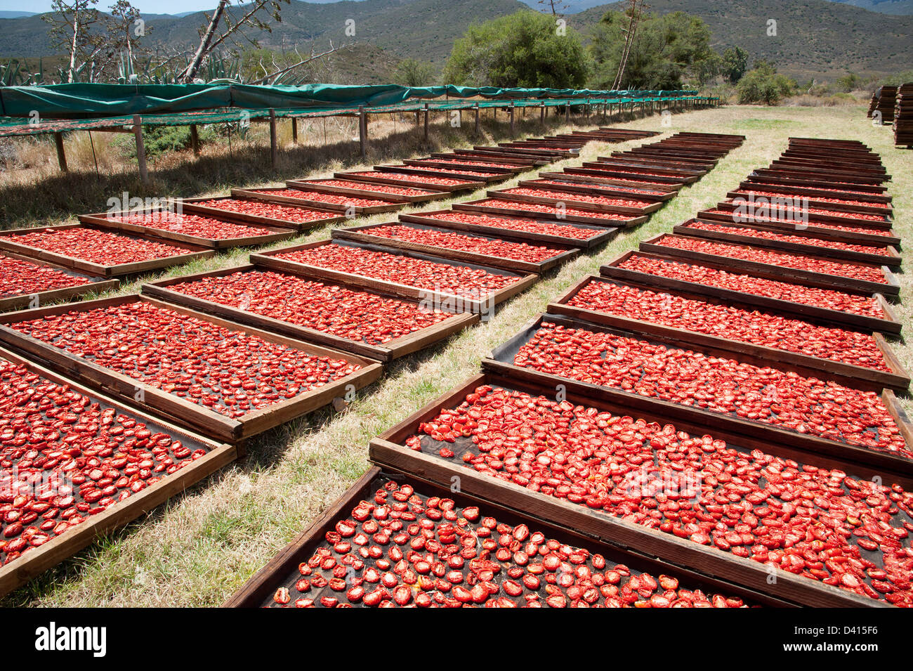 Tomaten Trocknen auf Gestellen in der Sonne auf einer Montagu-Farm in Südafrika Western Cape Stockfoto