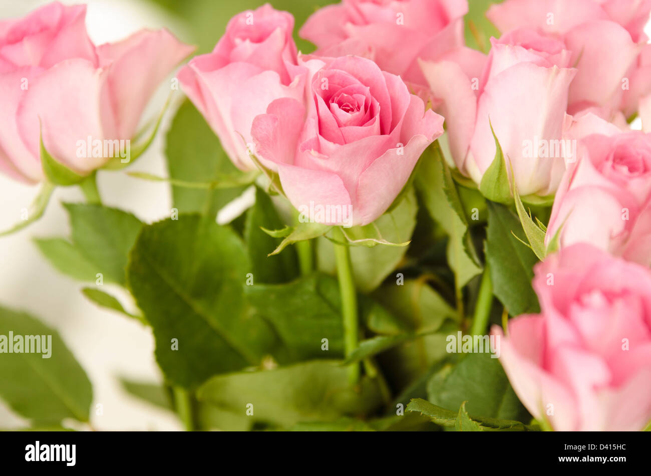 Nahaufnahme von rosa Rosen. rosa Rosen framing oberen und rechten Rand. kopieren. Stockfoto