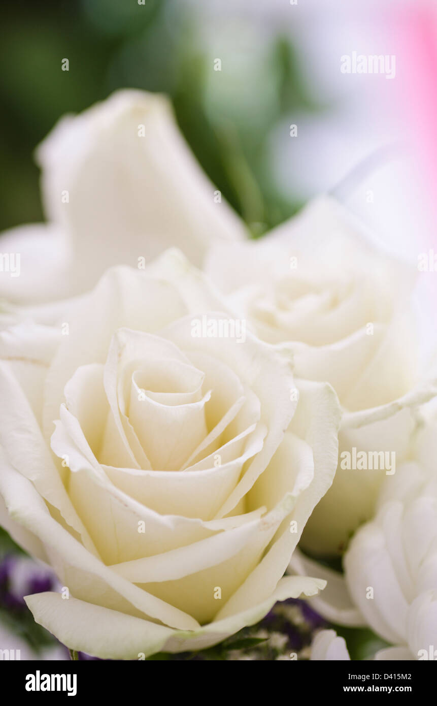Weiße Rosen. Helles Bild von Blumenstrauß hautnah. Weiße Rosen im Mittelpunkt. Stockfoto