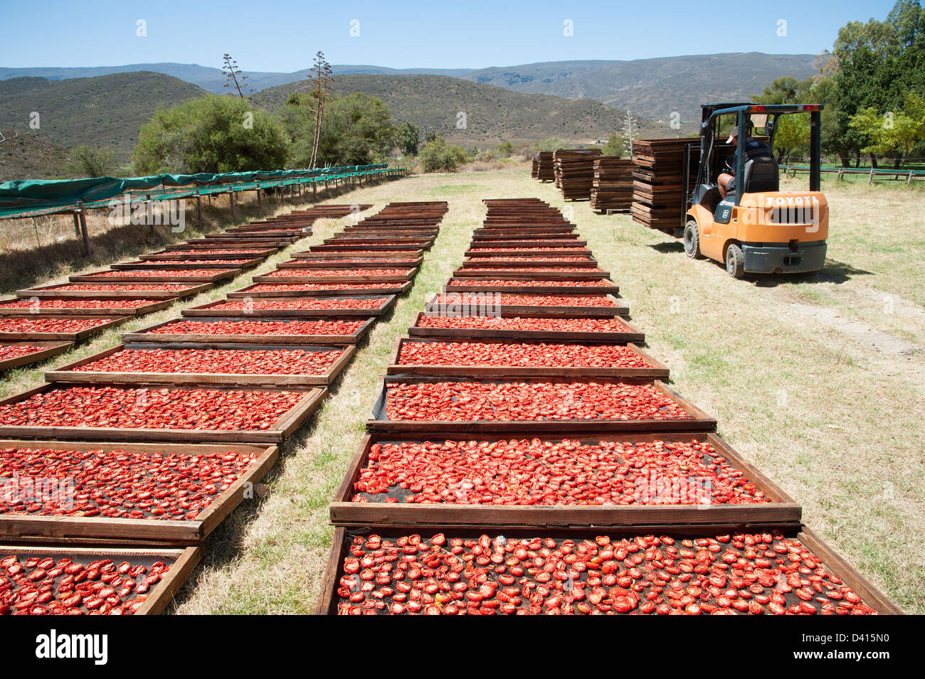 Tomaten Trocknen auf Gestellen in der Sonne auf einer Montagu-Farm in Südafrika Western Cape Stockfoto
