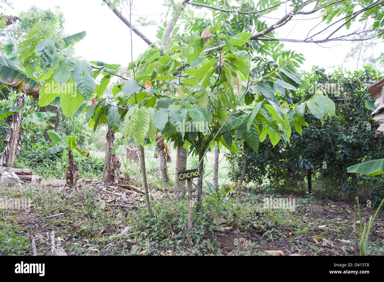 Kakaobaum auf einer Farm in Panama. Stockfoto