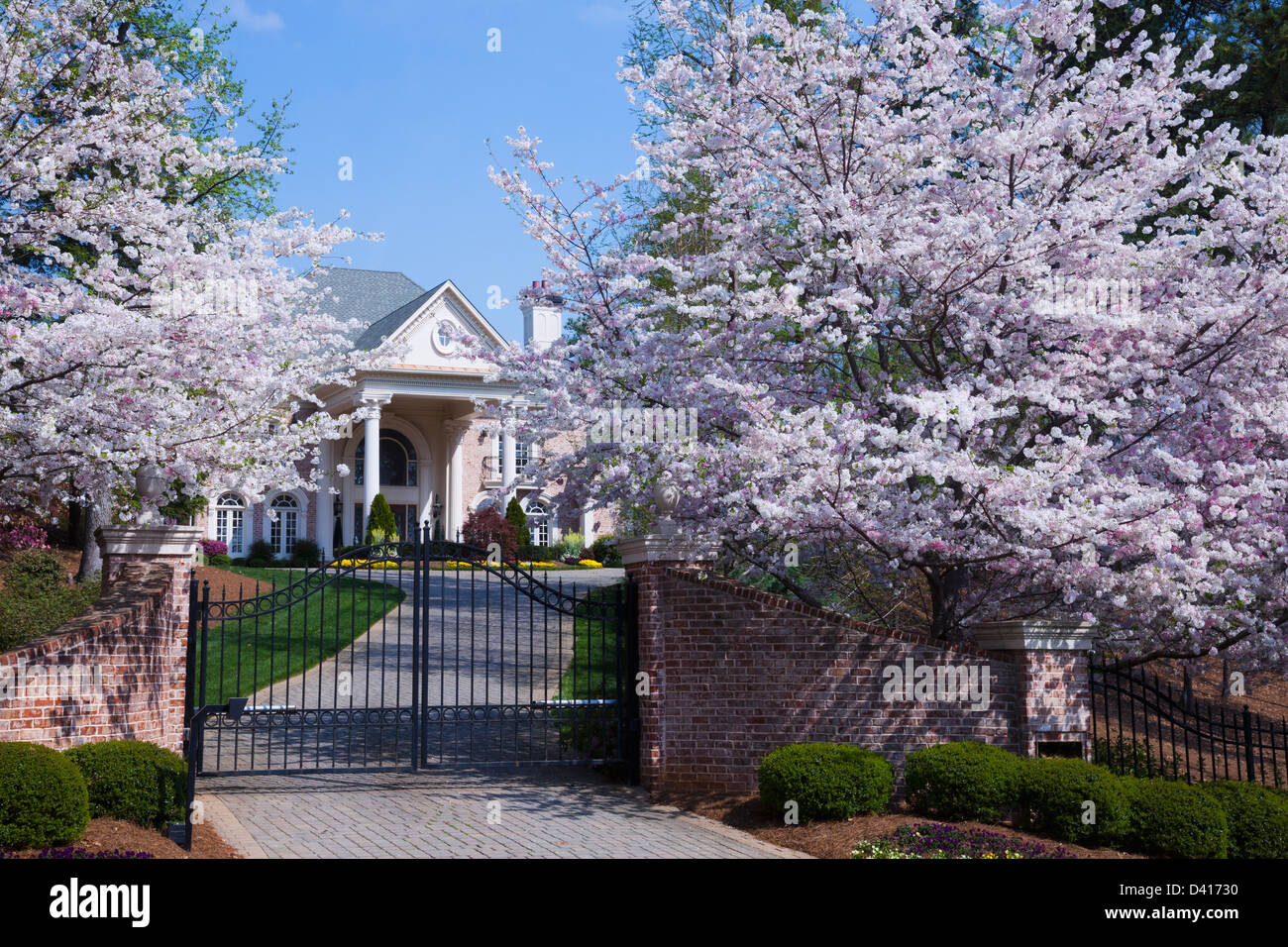 Farbenfrohe Frühling rosa Kirschblüte auf die Kirschbäume in voller Blüte am Eingangstor zu eleganten Herrenhaus in Atlanta Georgia Stockfoto