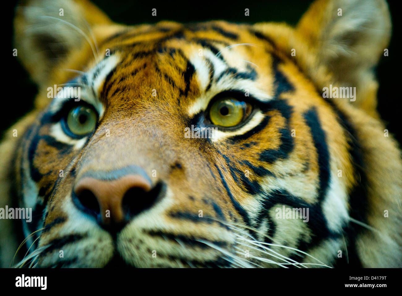 Porträt von einem Tiger-Gesicht Nahaufnahme Stockfoto