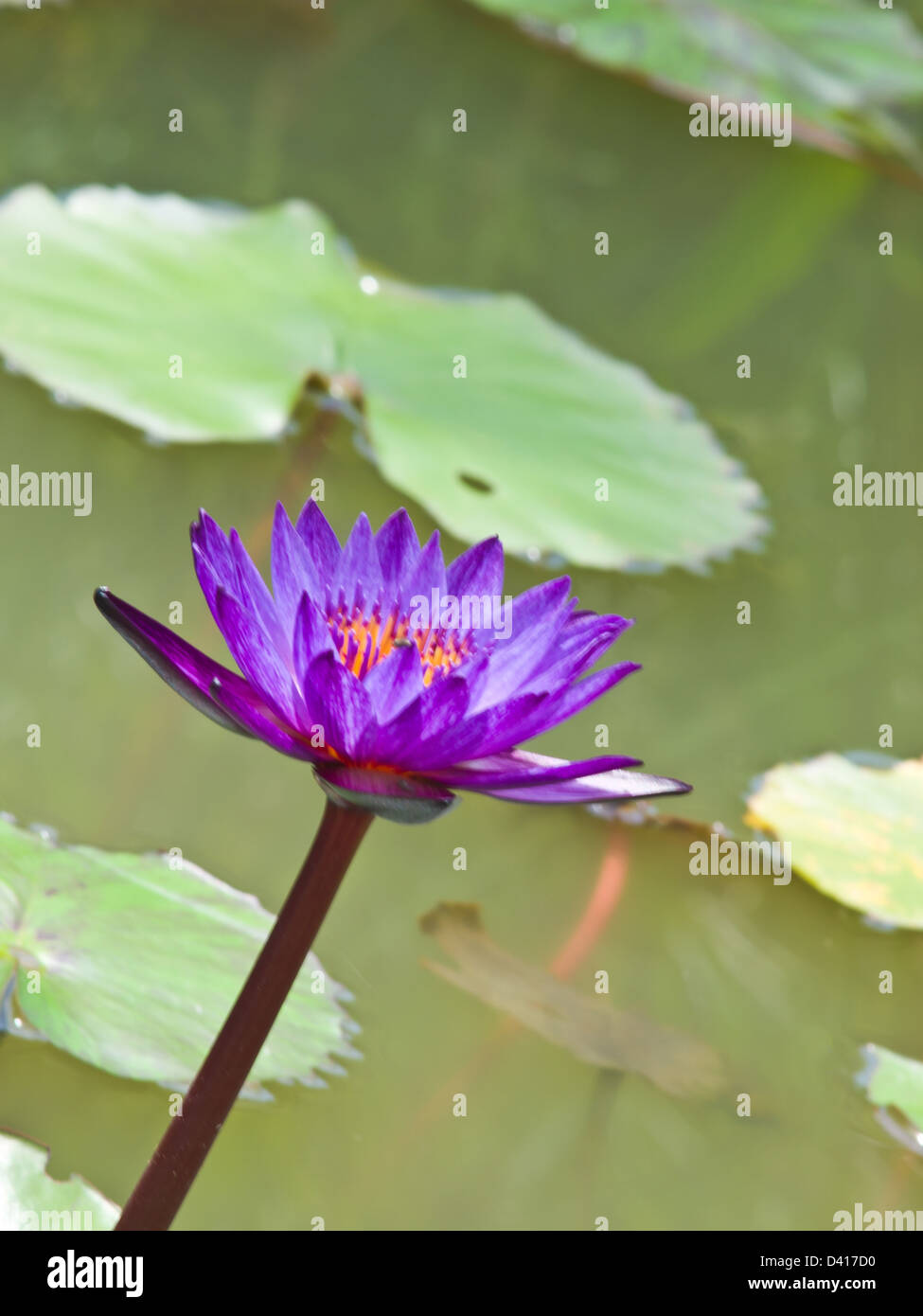 Einen violetten Wasser Lilly in einem Teich Stockfoto