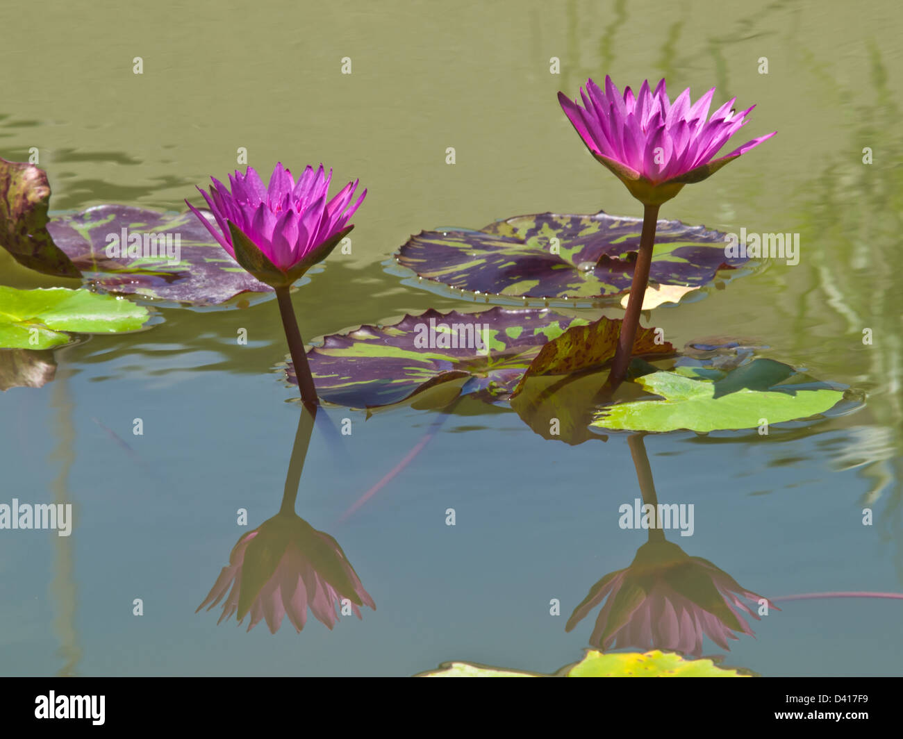 Ein paar rosa Seerose im Teich Stockfoto