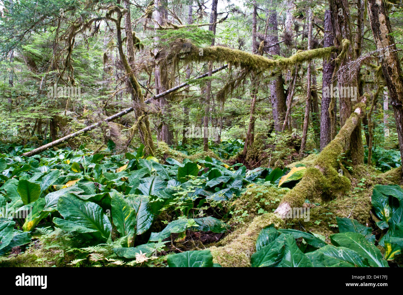 Dichten und schweren bemoosten Unterholz in der Great Bear Rainforest, Bella Coola Valley, British Columbia, Kanada. Stockfoto