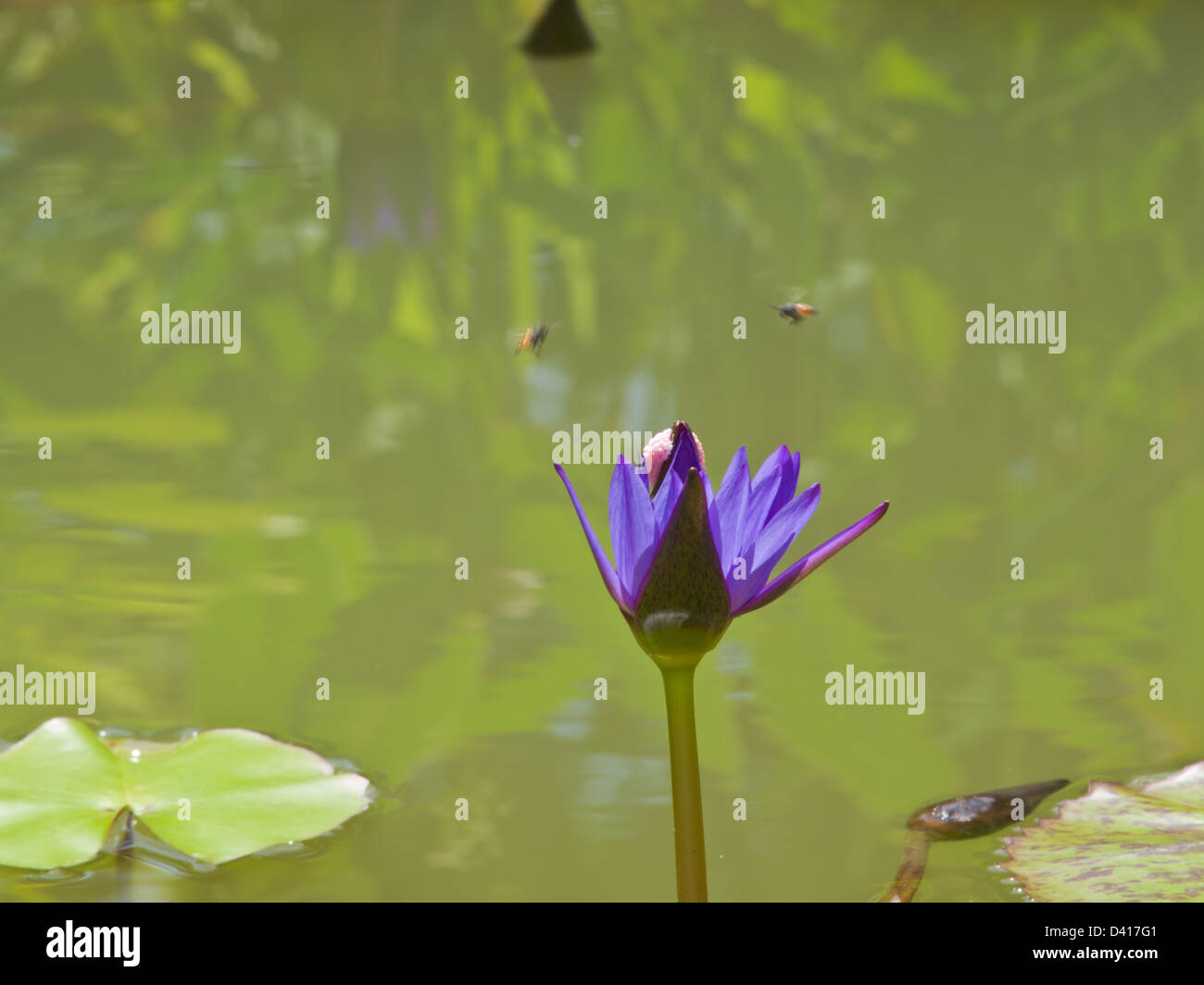 Einen violetten Wasser Lilly in einem Teich Stockfoto