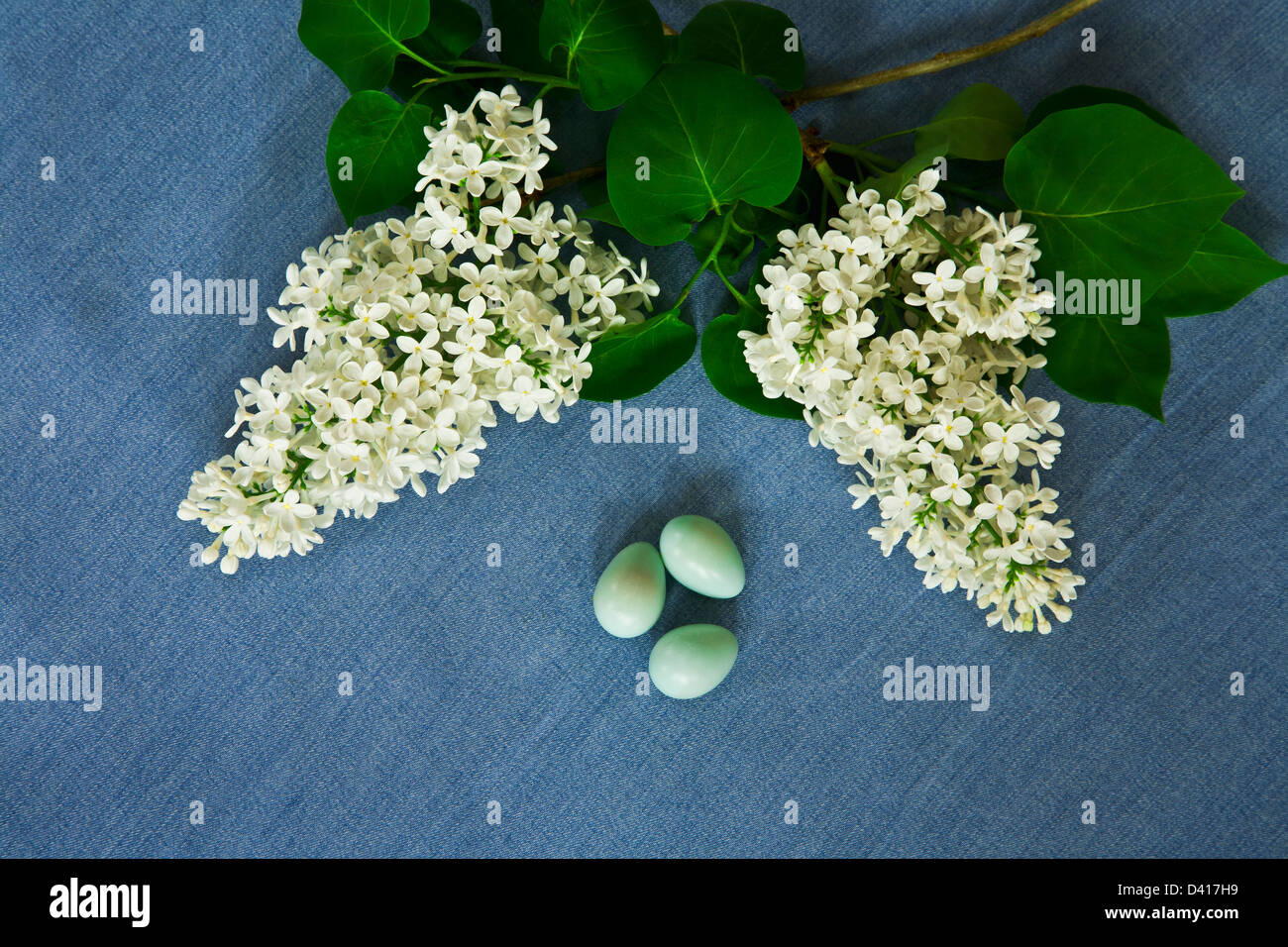 Nahaufnahme Stillleben von weißen Fliederblüten, drei amerikanischen Robin-Eiern vor hellblauer Stoffkulisse in New Jersey, USA, FS 13.95MB 300ppi Stockfoto