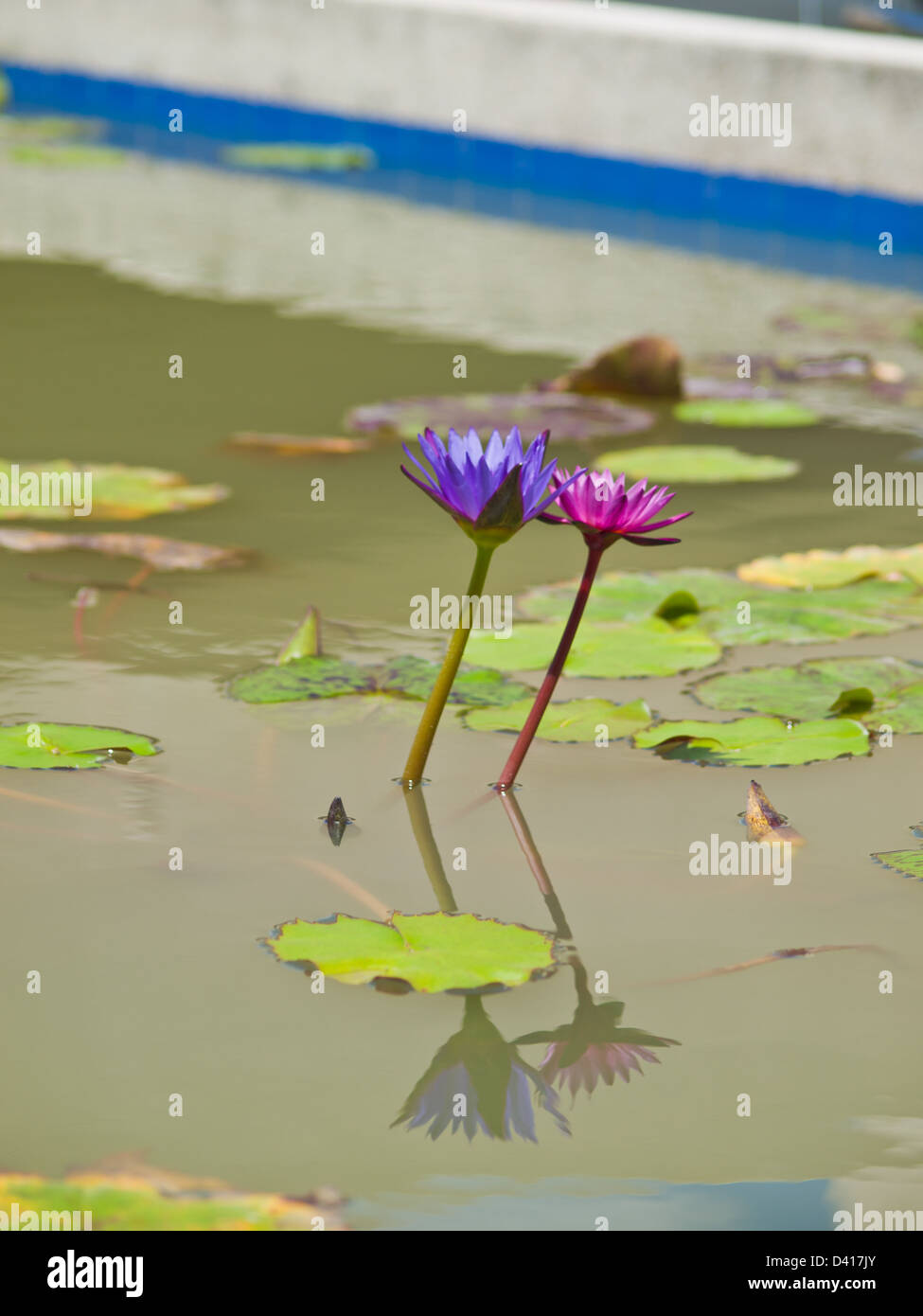 Ein paar rosa und violette Seerose im Teich Stockfoto