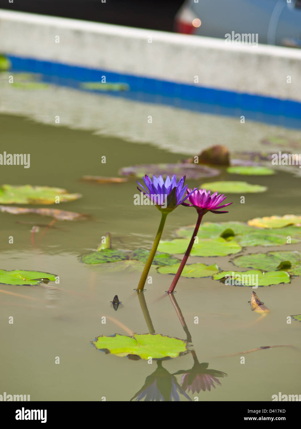 Ein paar rosa und violette Seerose im Teich Stockfoto