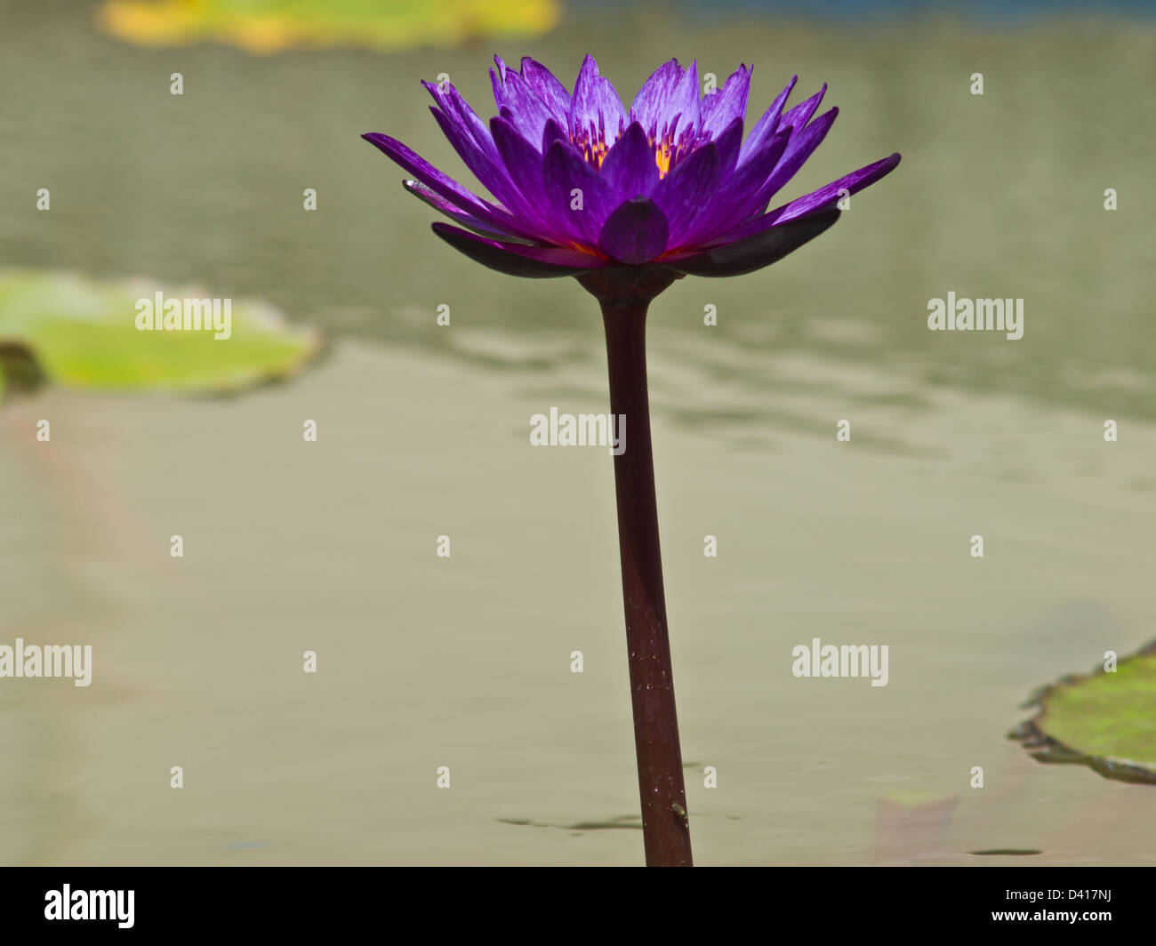Einen violetten Wasser Lilly in einem Teich Stockfoto