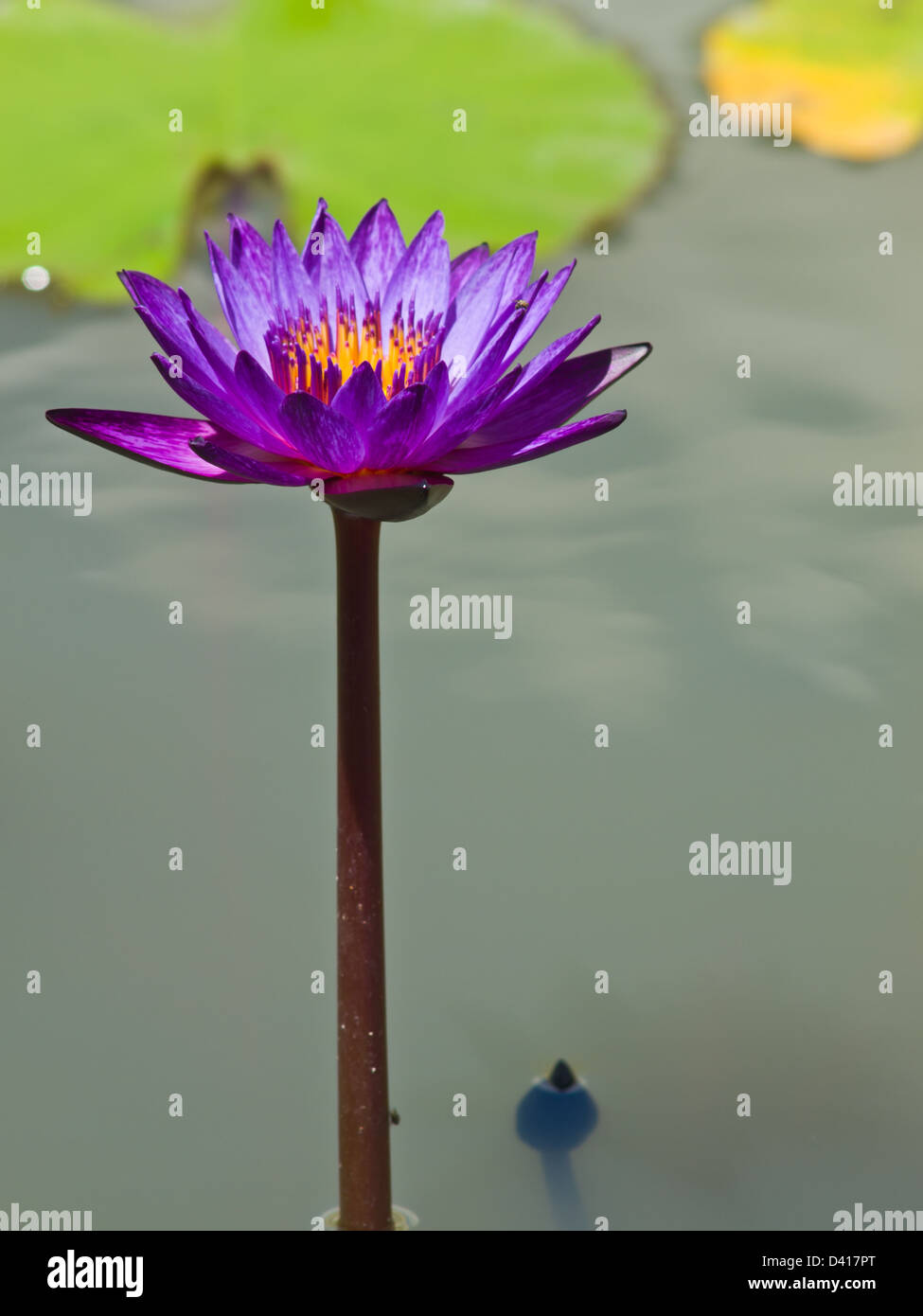 Einen violetten Wasser Lilly in einem Teich Stockfoto