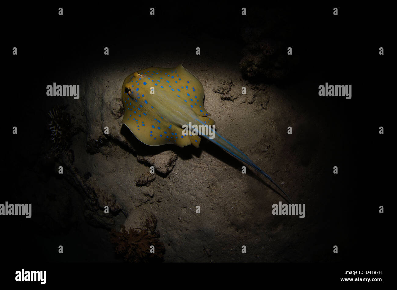 Bluespotted Ribbontail Ray auf dem Meeresboden im Roten Meer, Ägypten. Stockfoto