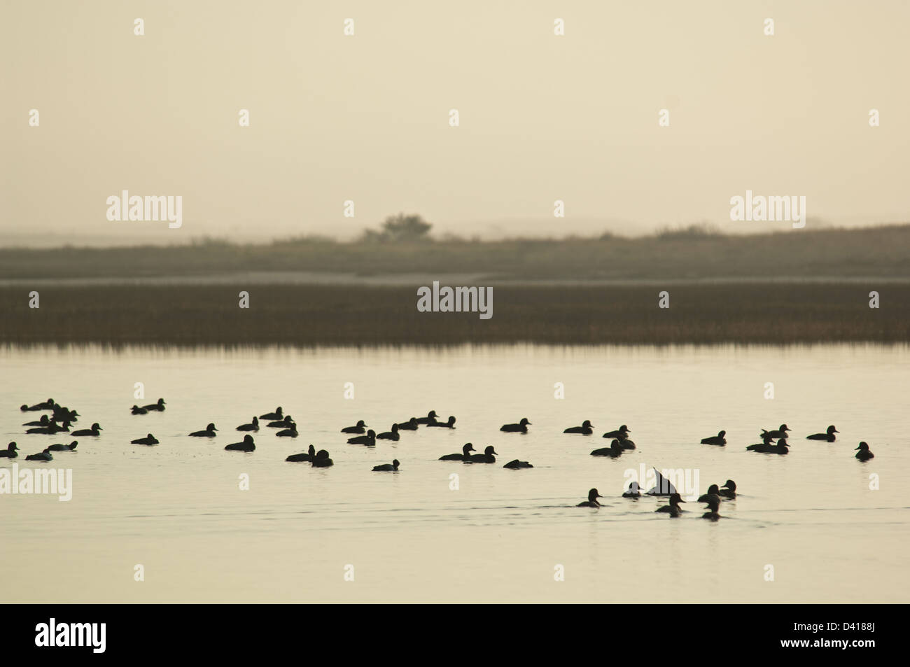 Herde von Redhead Enten (Aythya Americana) auf dem Wasser in der Nähe von Rockport, Texas Stockfoto