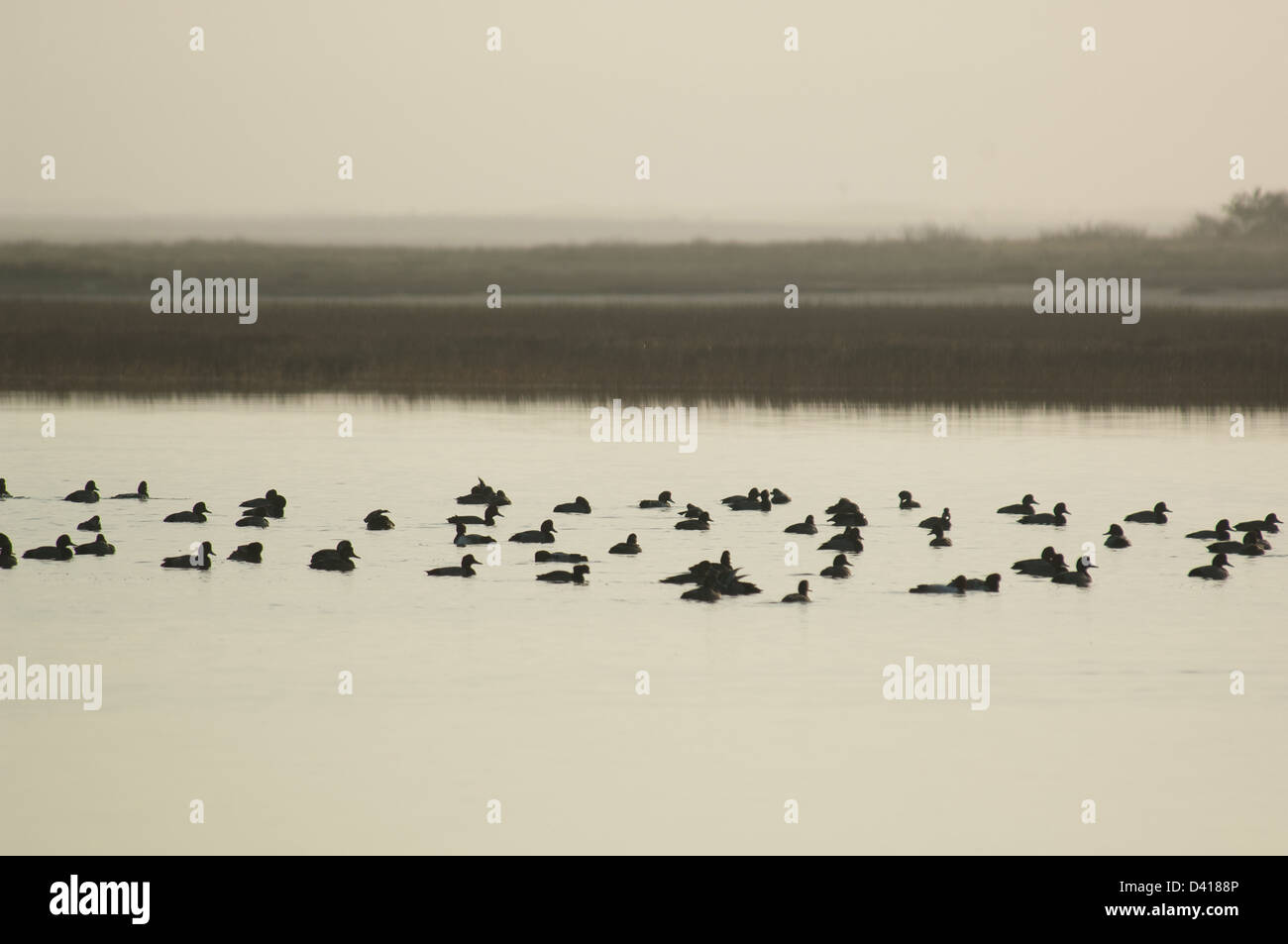Herde von Redhead Enten (Aythya Americana) auf dem Wasser in der Nähe von Rockport, Texas Stockfoto