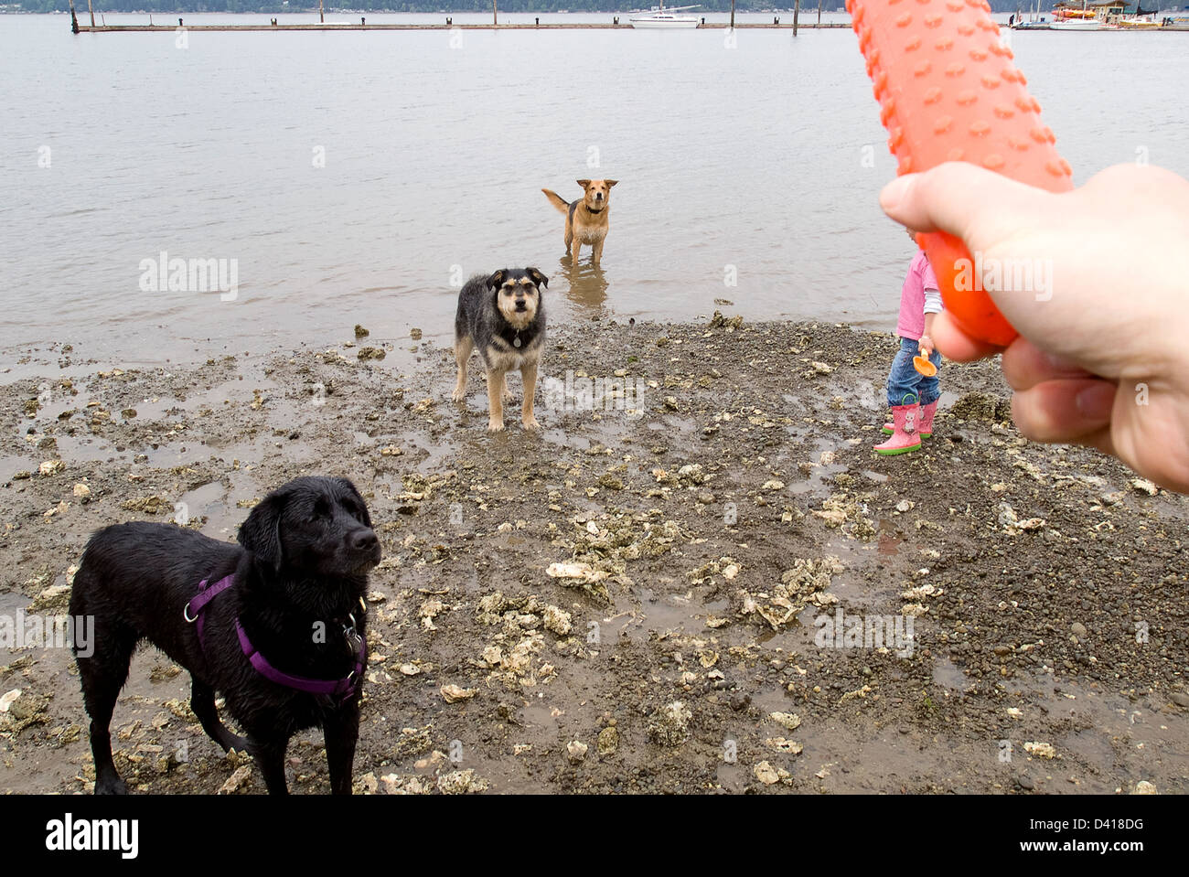 Drei Hunde warten auf Jagd Dummy. Stockfoto