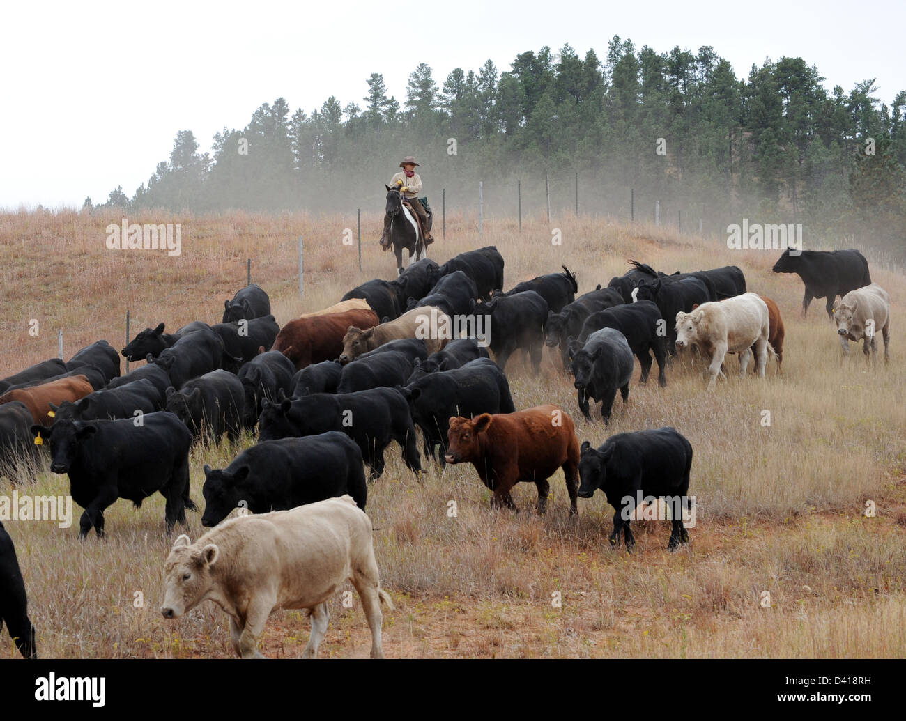 Cowboy treibt Vieh gehört zum Winter Weide Wyoming, Cowgirl treibt Rinder, Stockfoto