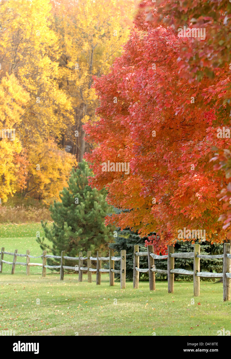 Herbstfarben von gelb rote Blätter mit Zaun Fairfax Commonwealth of Virginia, Herbstfarben, Herbst, gelbe rote Blätter im Herbst, Stockfoto