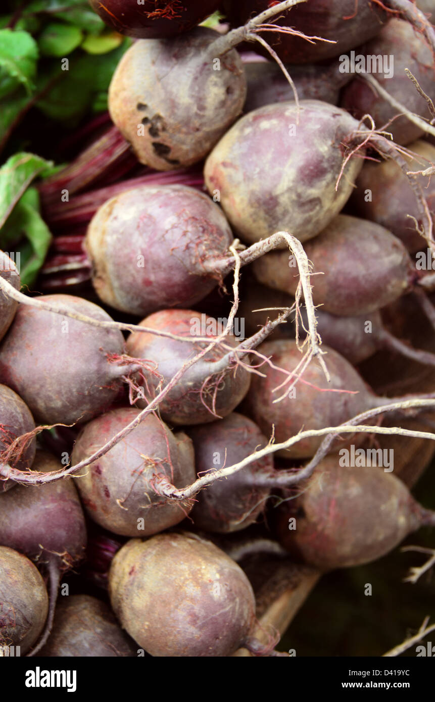 Rüben gestapelt auf einem Tisch in der Common Ground Messe Farmers Market, Einheit, Maine. Stockfoto