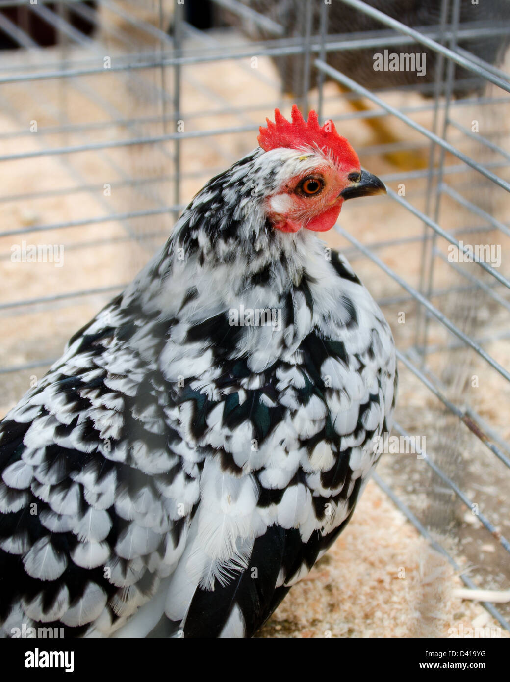 Preisgekrönte schwarz-weiß-Huhn mit roten Kamm der Common Ground Messe, Einheit, Maine. Stockfoto