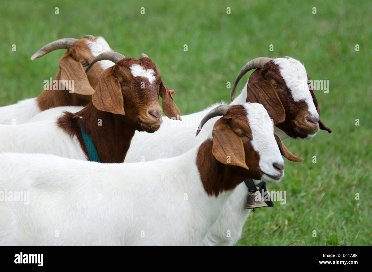 Seitenansicht der vier braun-weiße Ziegen in einem grünen Feld auf den gemeinsamen Boden Fair, Einheit, Maine. Stockfoto