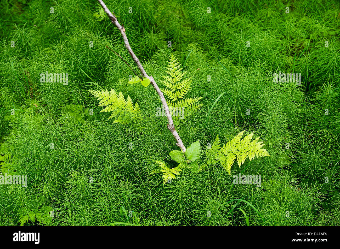 Farn und grüne Unterholz auf dem Waldboden, Chugach National Forest, Alaska, USA Stockfoto