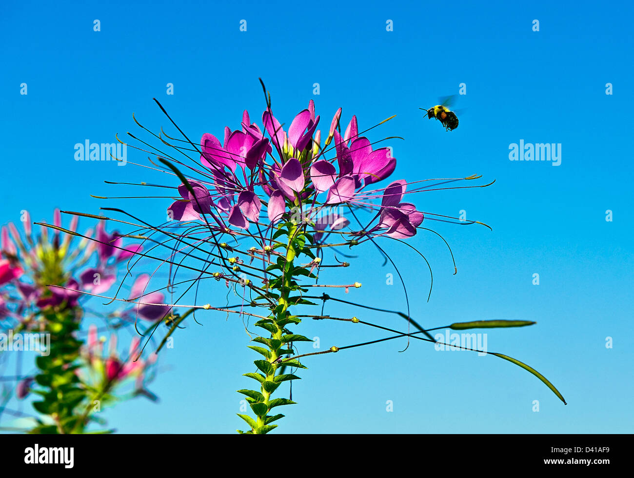 Bee Pollen von einer Blume zu suchen. Stockfoto
