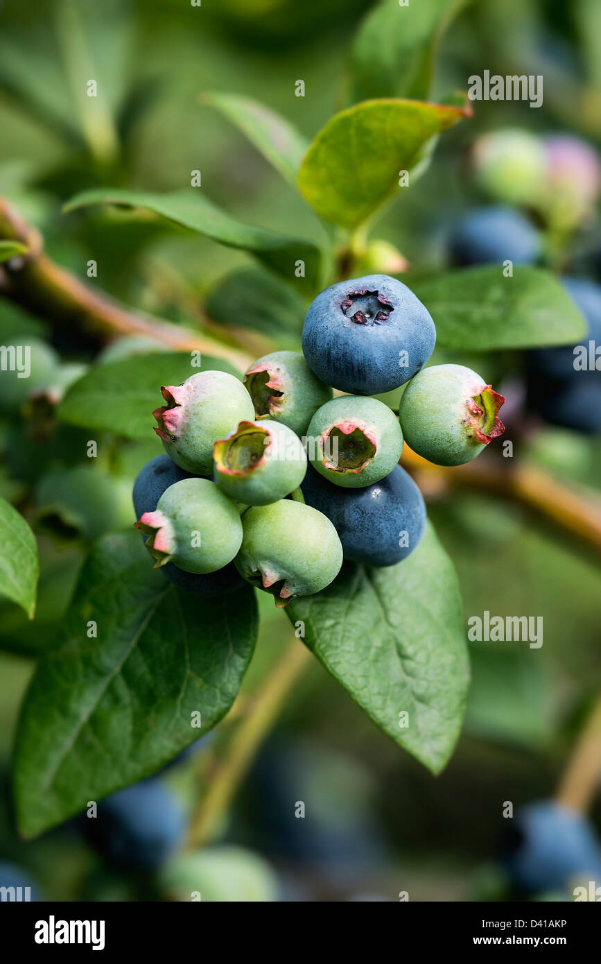 Heidelbeere Busch, New Jersey, USA Stockfoto