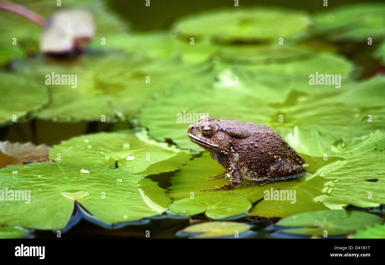 tolles Bild eines Bull Frosch oder Kröte auf einem lilypad Stockfoto