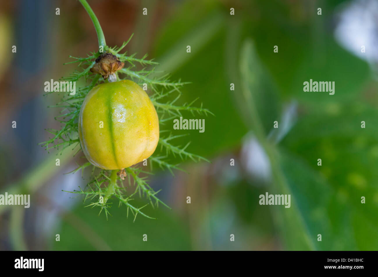 Passiflora Foetida. Stinkende passionflower Früchte/Samen Gehäuse in Indien Stockfoto