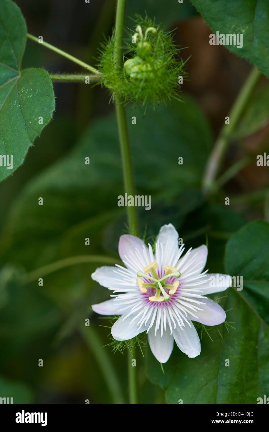 Passiflora Foetida. Stinkende Passionsblume in Indien Stockfoto